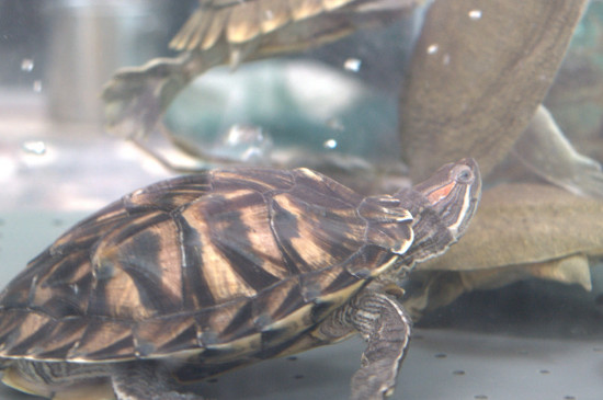 黄耳龟能冷水过冬吗