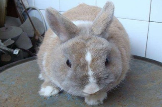 兔子尿钙会对兔子有伤害吗