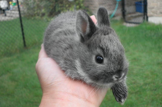 兔子尿钙会对兔子有伤害吗