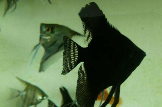 黑神仙鱼怎么繁殖