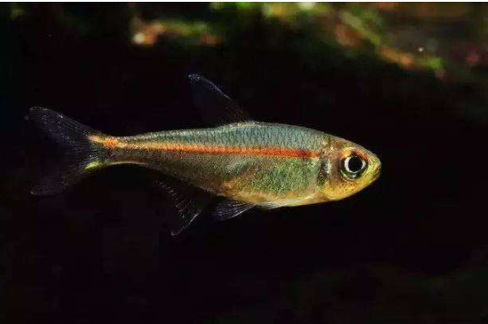 红绿灯鱼怎么繁殖分公母