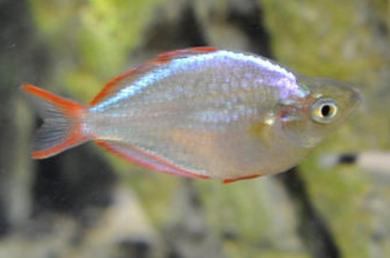电光美人鱼怎么繁殖