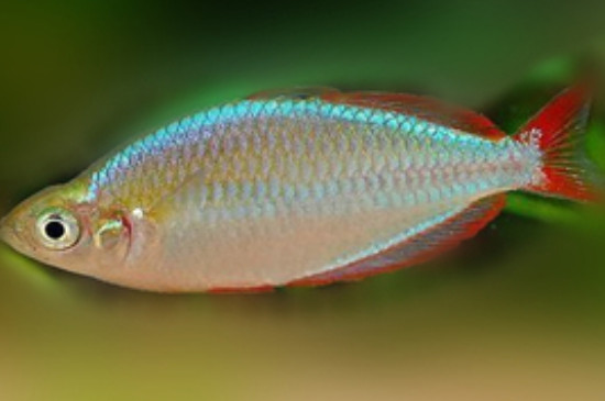 电光美人鱼可以和什么鱼混养