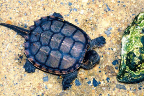 巴西龟最大能长多大