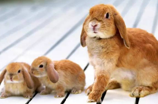 家养兔子怎么过冬