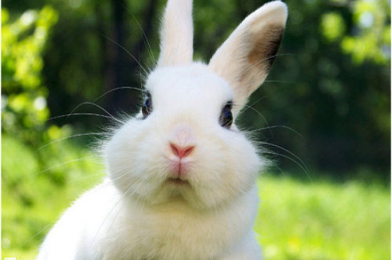 兔子繁殖周期多长时间