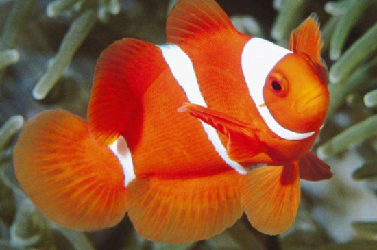  透红小丑鱼繁殖条件