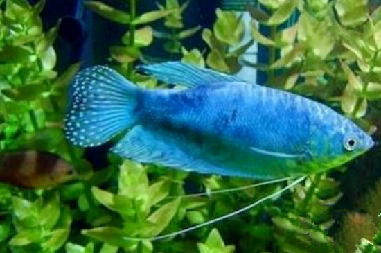 蓝星鱼怎么繁殖