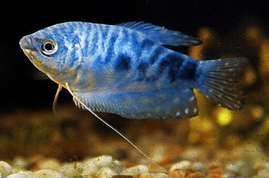 蓝星鱼的繁殖技巧