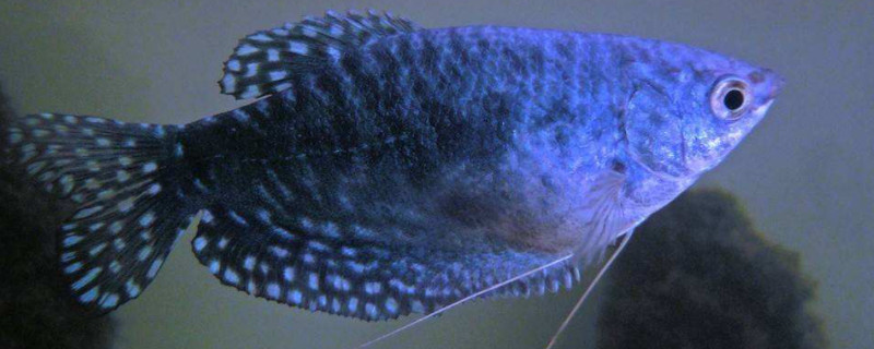 蓝星鱼怎么辨别雌雄
