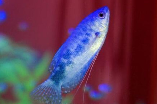 蓝星鱼的寿命多长