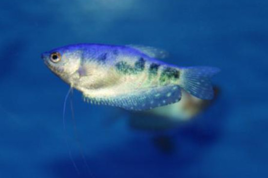 蓝星鱼为什么总是追咬其他鱼