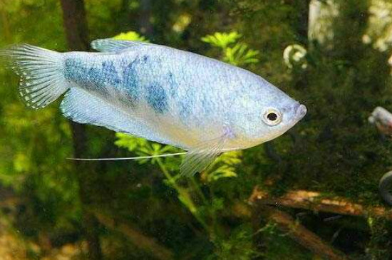 蓝星鱼多久繁殖一次