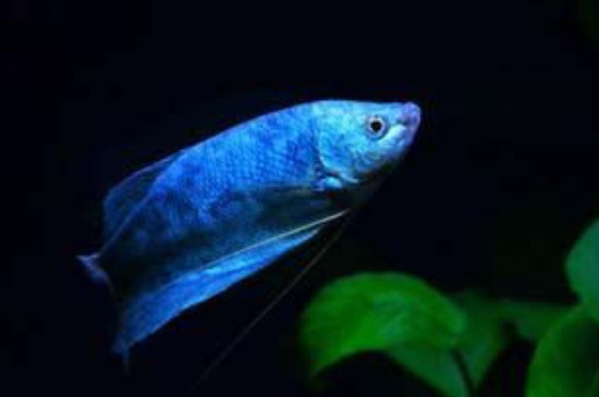 蓝星鱼和什么鱼能混养