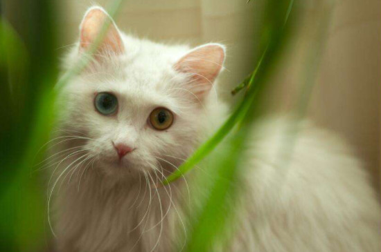 金吉拉猫的寿命一般多长