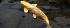 黄金锦鲤为什么咬鱼