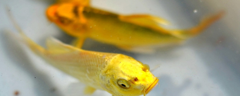 黄金锦鲤为什么寿命短