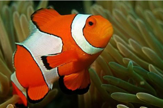 小丑鱼是什么颜色的