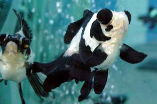 熊猫金鱼怎么养不褪色