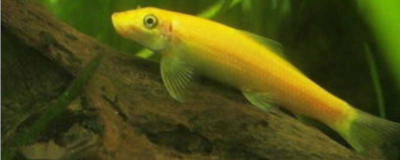 青苔鼠鱼为什么会变成金色