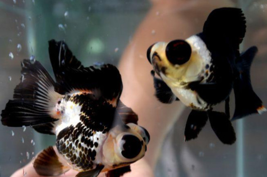 熊猫金鱼是如何被繁殖出来的