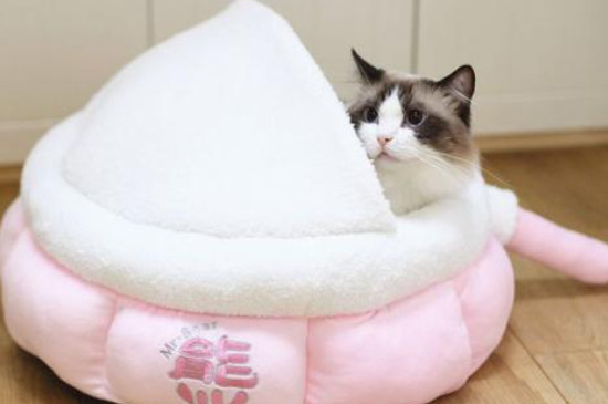 冬天猫不睡猫窝会冷吗