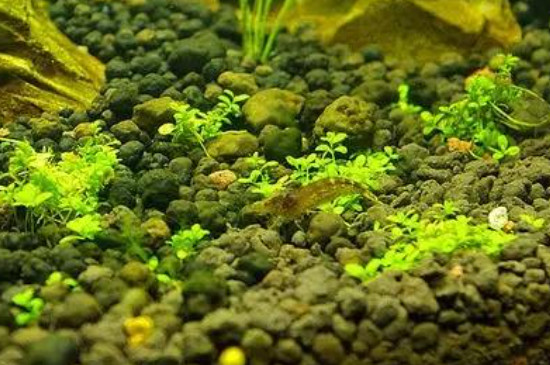 鱼缸长褐藻怎么清除