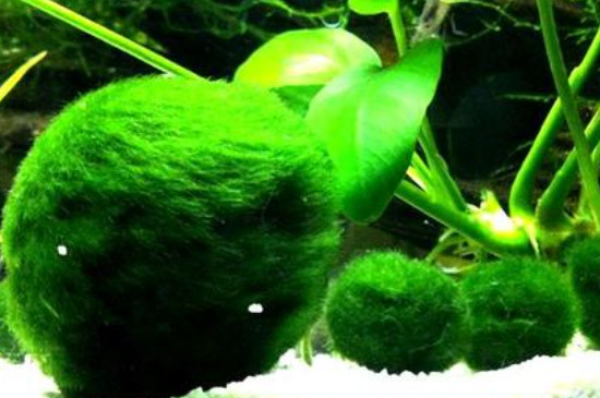 鱼缸长绿藻怎么办