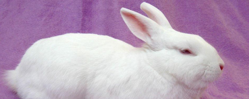 兔子的耳朵特点是什么
