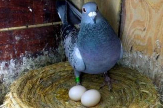 怎样判断母鸽子要下蛋