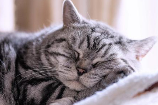 猫一天睡几个小时