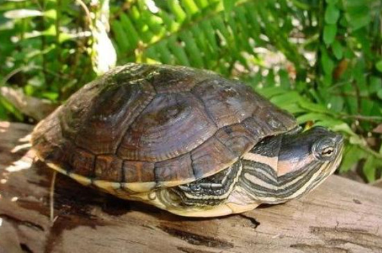 巴西龟可以放生吗