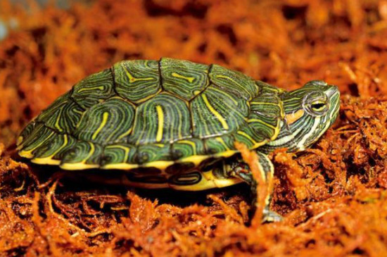 红耳龟冬天怎么养