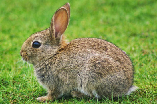 兔子不吃不喝能活几天