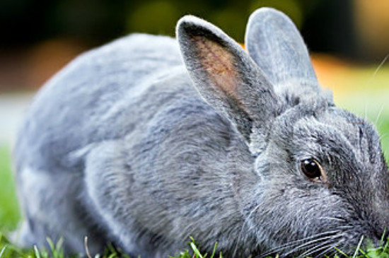兔子吃肉正常吗
