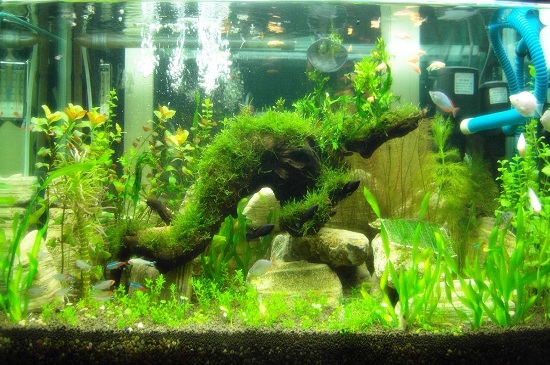 鱼缸内壁绿斑藻怎么清除