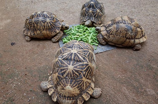乌龟吃什么