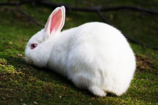 兔子用什么辨别味道