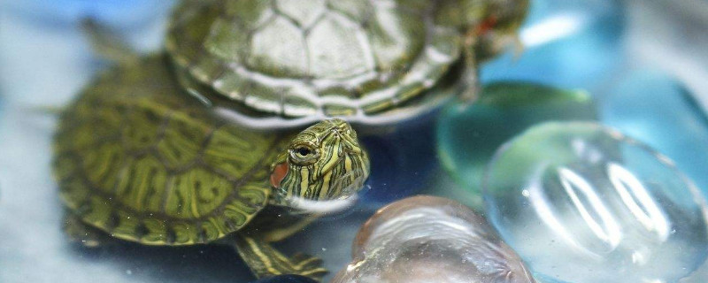 巴西龟冬天怎么养放多少水