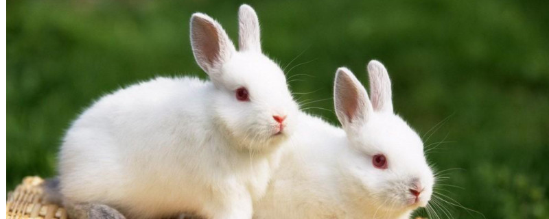 兔子几个月可以繁殖一窝