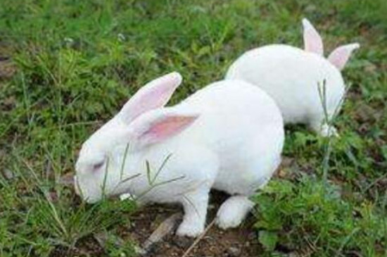 兔子几个月可以繁殖一窝