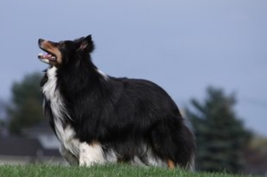 喜乐蒂牧羊犬为什么一直哮喘