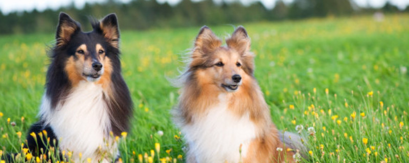 喜乐蒂牧羊犬是中型犬吗