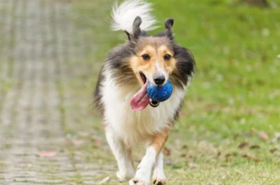 喜乐蒂牧羊犬是中型犬吗