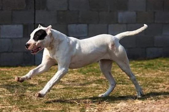 杜高犬几岁体型最大
