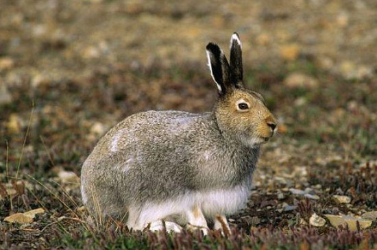 北极兔可以活多久