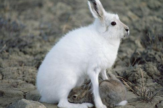 北极兔可以当宠物养吗
