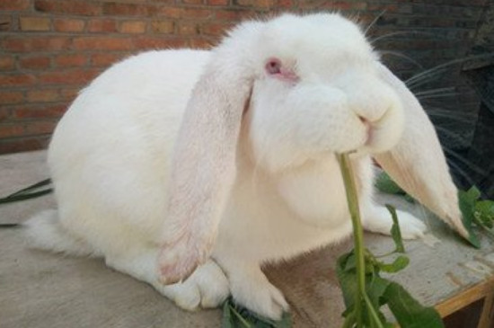 公羊兔一年繁殖几次