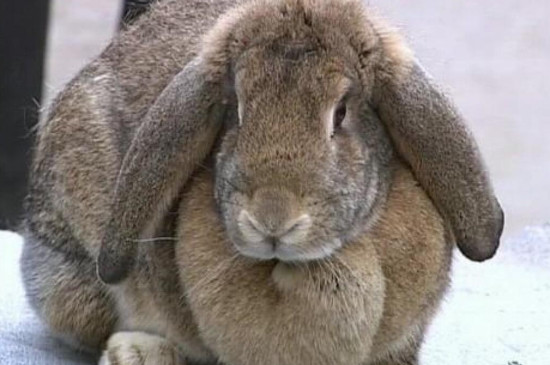 公羊兔一般长多少斤