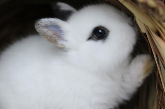 侏儒兔和海棠兔能一起住吗